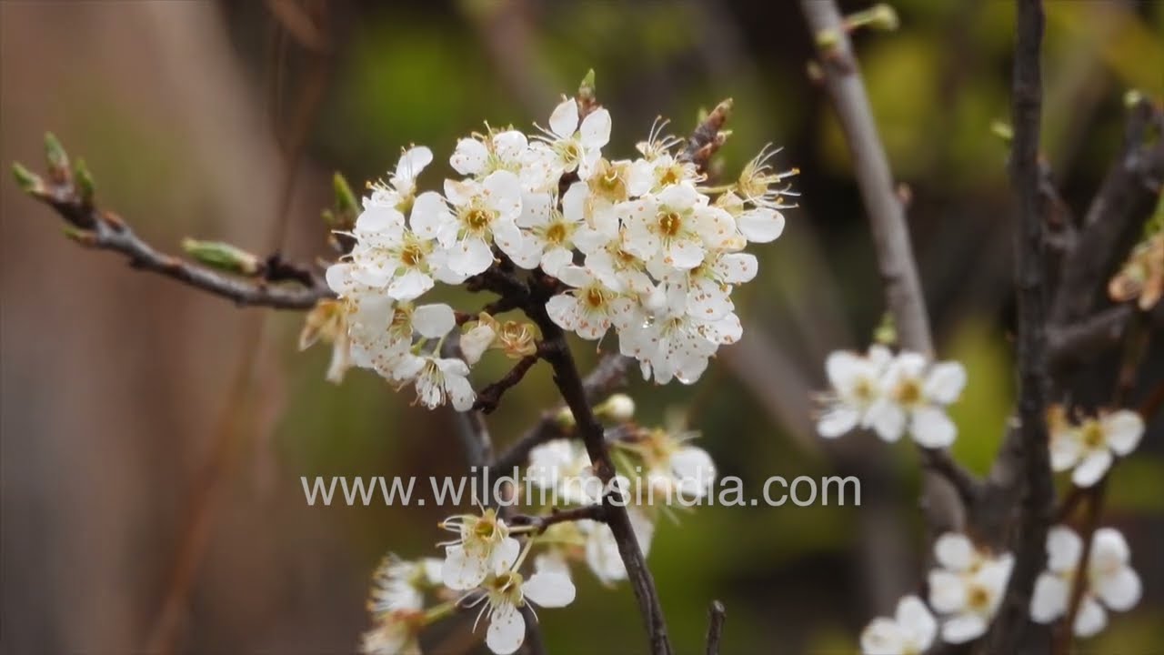 Blackthorn in Bloom | Early Spring White Blossoms in the Countryside