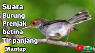 SUARA PRENJAK BETINA TIR PANJANG||MANTAP BUAT MENAIKKAN BIRAHI PRENJAK JANTAN
