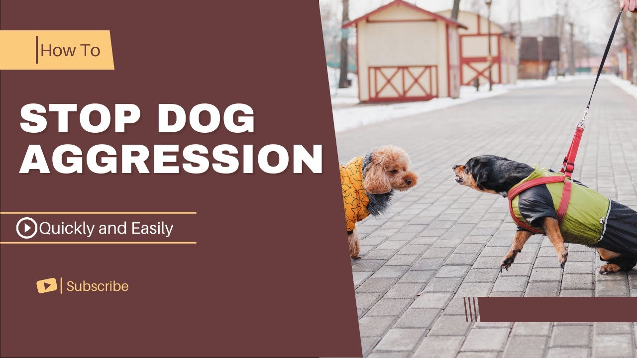 How to stop Dog Aggression quickly And easily   In a few steps