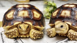 วิธีเลี้ยงเต่าซูคาต้า / How to feed Sulcata tortoise