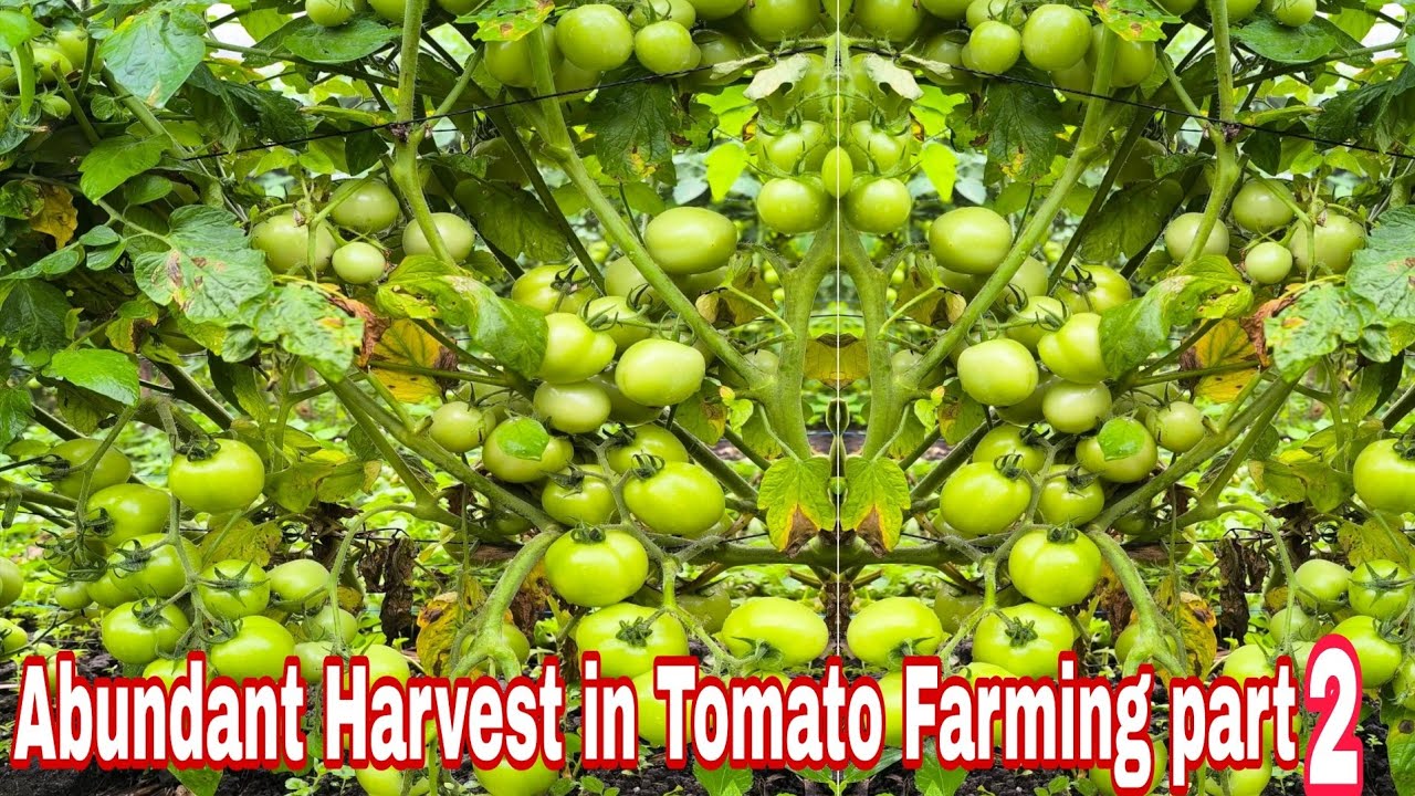 TOMATO Farming: Ultimate Guide to Abundant Harvest part 2