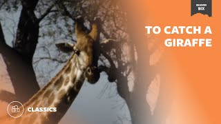 To Catch a Giraffe | Mutual of Omaha's Wild Kingdom