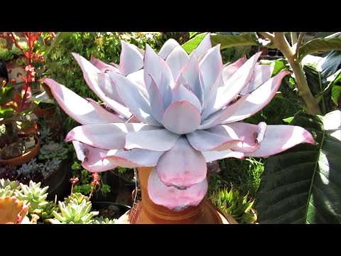 Video: Echeveria. Come Far Crescere Questa Rosa Di Pietra