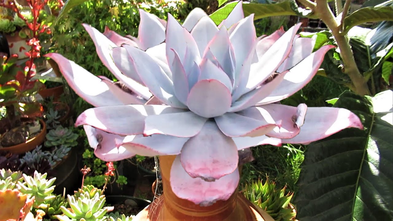 How to grow ECHEVERIA CANTE 'White Cloud' | GSwLK