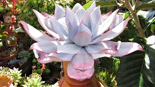 How To Grow Echeveria Cante White Cloud Gswlk