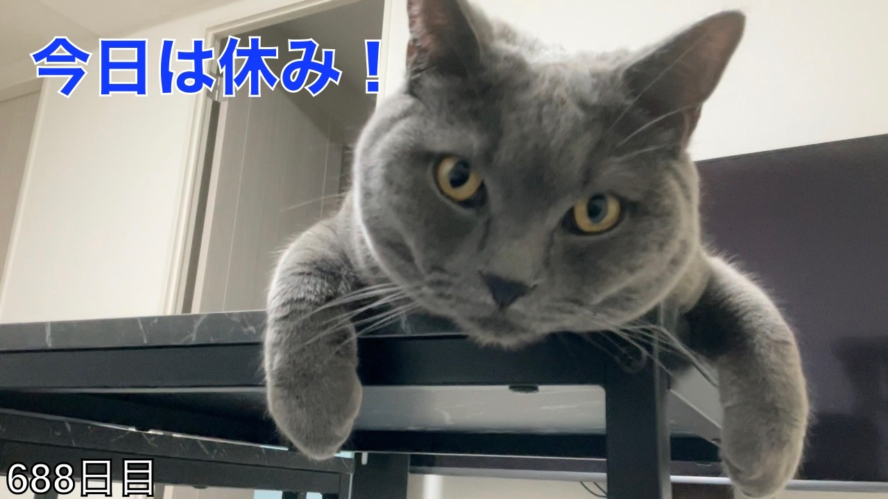 【スコ猫トト君】今日はだらける日っぽいのでトト君が遊んでくれません•••