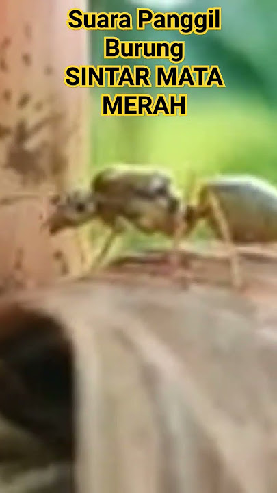 SUARA PIKAT/PANGGIL BURUNG SINTAR MATA MERAH PALING AMPUH TAHUN 2024. BUKTIKAN..