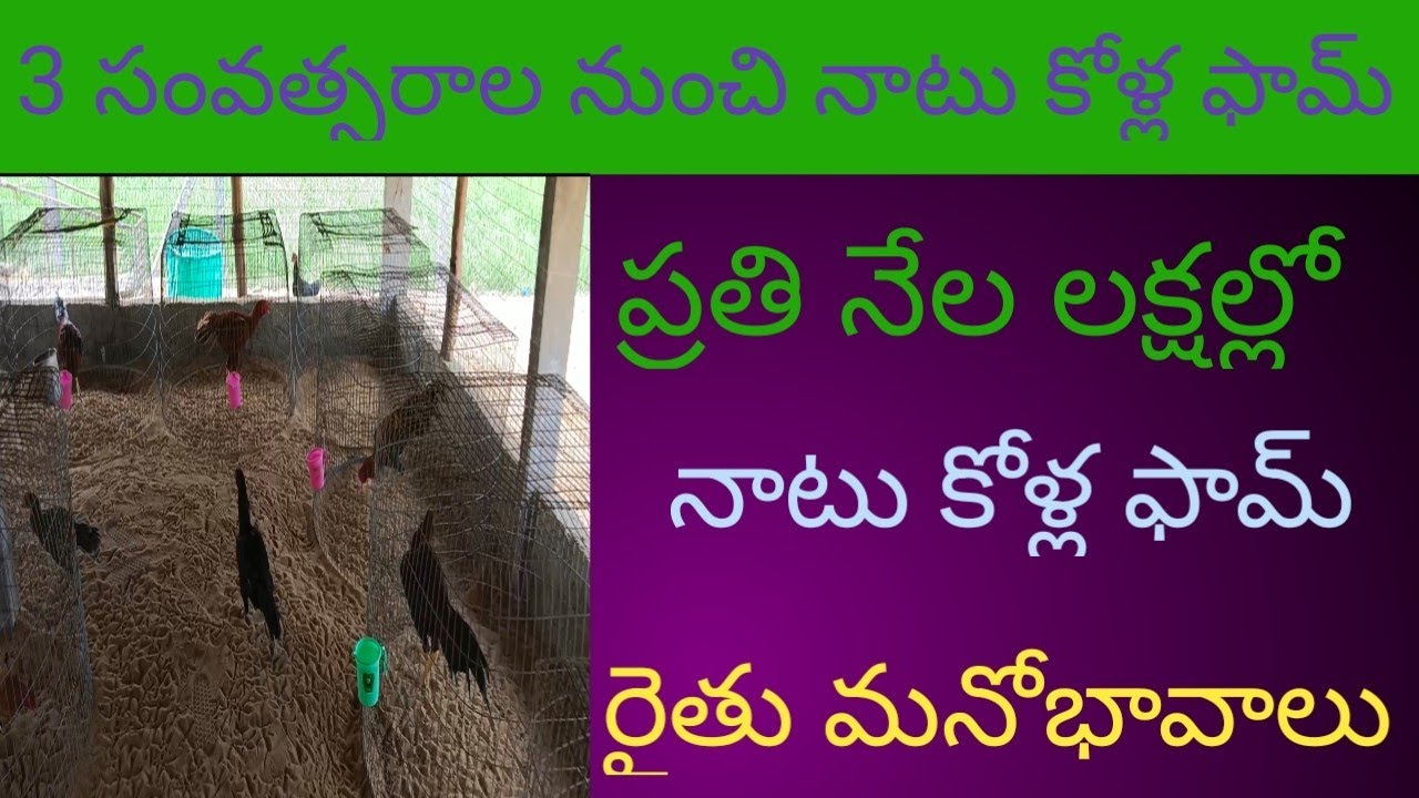 hen farms vedios in telugu/natu kolla farms in telugu YouTube