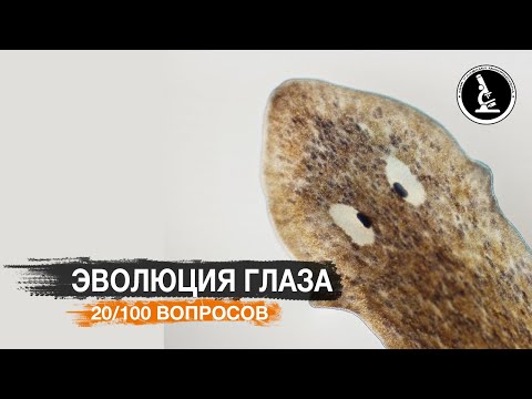 КАК ВИДЕЛИ ПЕРВЫЕ БАКТЕРИИ? ЭВОЛЮЦИЯ ГЛАЗА.