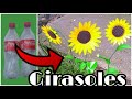 GIRASOLES HECHO CON BOTELLAS D COCA-COLA