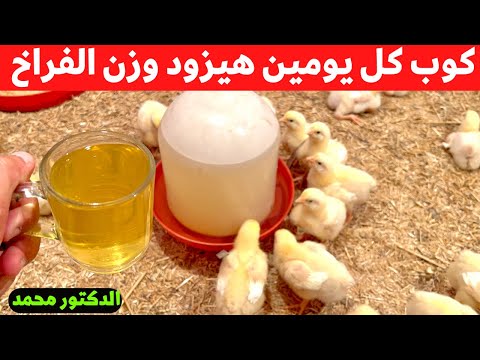 عمر٨ كوب للفراخ كل يومين هيخلي فراخك وزنها 4 كيلو في شهر