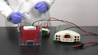 Quick Tips: How to Setup a Mini Trans-Blot Cell for Western Blot Transfer Resimi