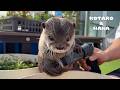 ガーデニングしてたら得意げに参加してきたカワウソ Otter Shows Off Tiny Paw Gardening Skills
