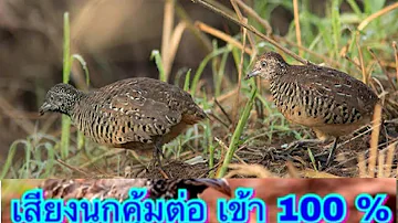 សំលេងសត្វក្រួចអឺតលឺច្បាស់100% ធានាលេងឆាប់បាន