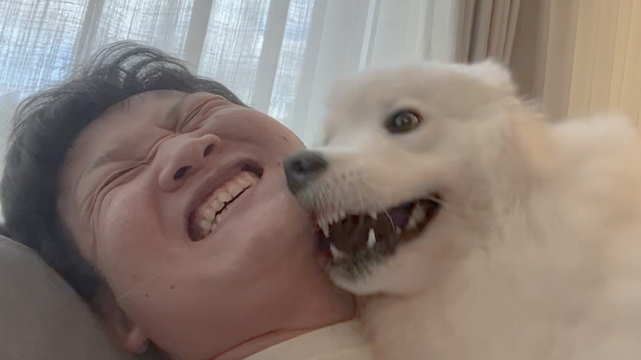 飼い主の帰宅が嬉しすぎて距離感がバグるサモエドと恋する乙女みたいになる柴犬
