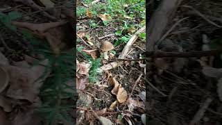 Жовтнева хвиля грибів в Трускавці