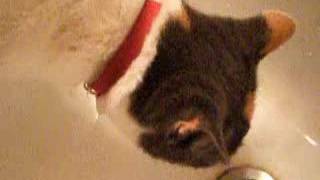 KittyLoveLand - Blynkyn's Bathroom Behaviour 2