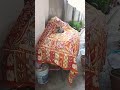 dost ab to Holi ho gyi 😂😂 #catvideos @fun @Shorts @Cat