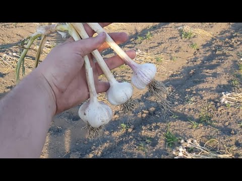 Video: Kako Kuhati Mladice češnjaka