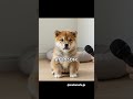 #豆柴 #柴犬 #おやつ #子犬