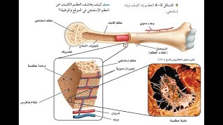 الجهاز الهيكلي الجزء الأول