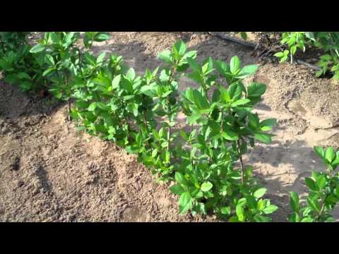 Video: Informasi Aronia Berry - Tips Menanam Nero Aronia Berries Di Kebun
