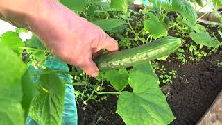 видео: НА УЛИЦЕ СНЕГ, А В ТЕПЛИЦЕ ПЕРВЫЙ УРОЖАЙ, РАБОТАЕТ ЭЛЕКТРО ПОДОГРЕВ ГРУНТА картинка: НА УЛИЦЕ СНЕГ, А В ТЕПЛИЦЕ ПЕРВЫЙ УРОЖАЙ, РАБОТАЕТ ЭЛЕКТРО ПОДОГРЕВ ГРУНТА