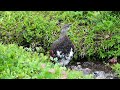 室堂の雄雷鳥