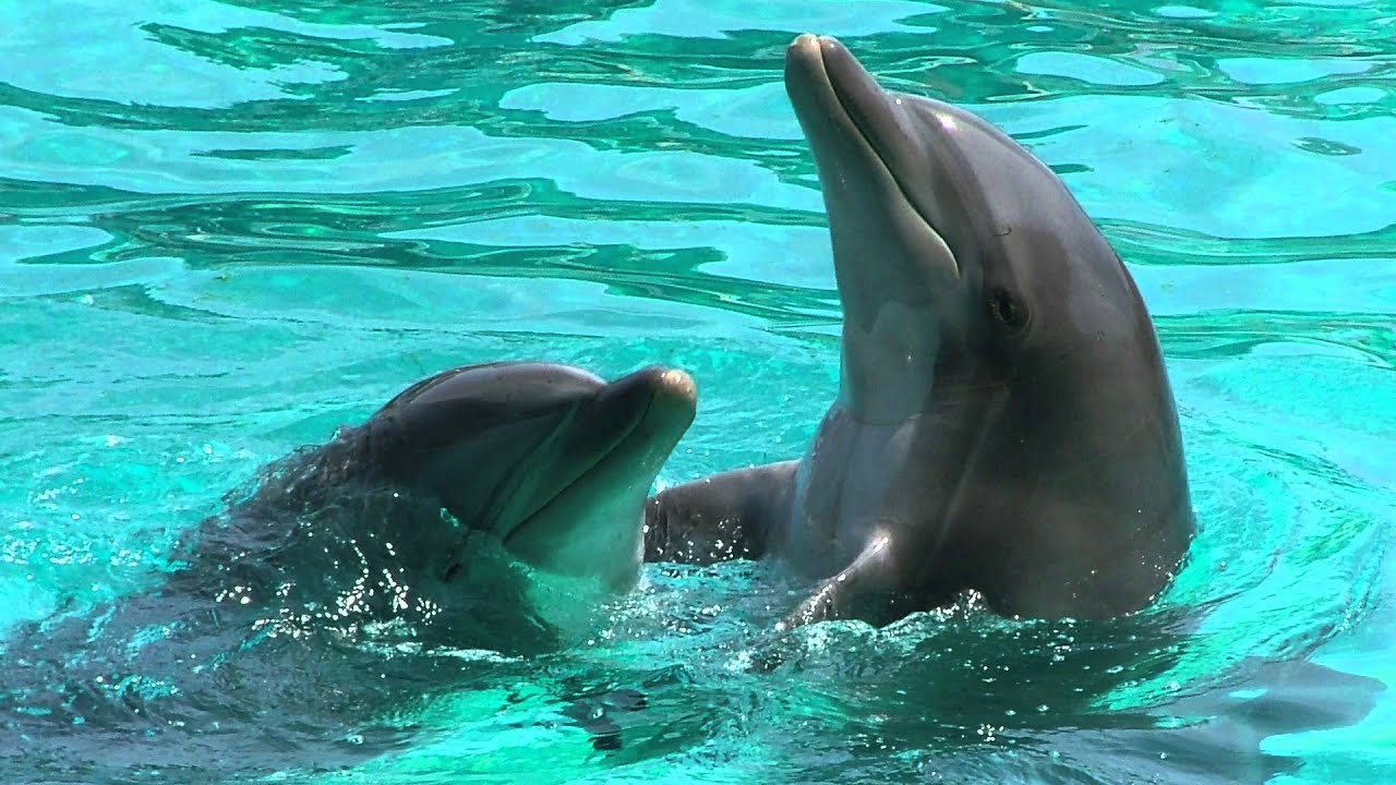 Дельфин какой звук. Дельфин группа животных. Дельфин на рабочий стол. Дельфин боком. Дельфин учитель.