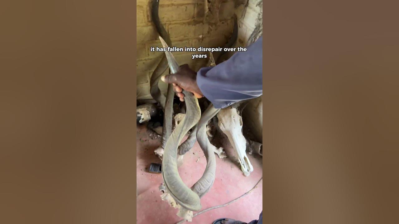 are-there-giraffes-in-nigeria-youtube