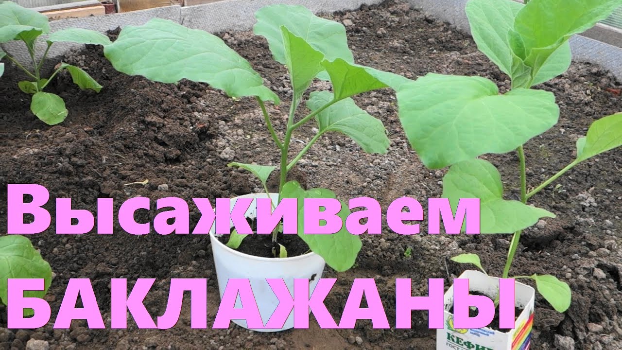 photo Посадка баклажанов на рассаду и в теплицу в 2019 году изображения photo Посадка баклажанов на рассаду и в теплицу в 2019 году изображения