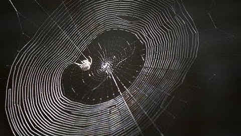Witchcraft Spiderwebs Attacks ||”Mysteries Of Witchcraft Spider Web”||www.freshfireprayer.com”||