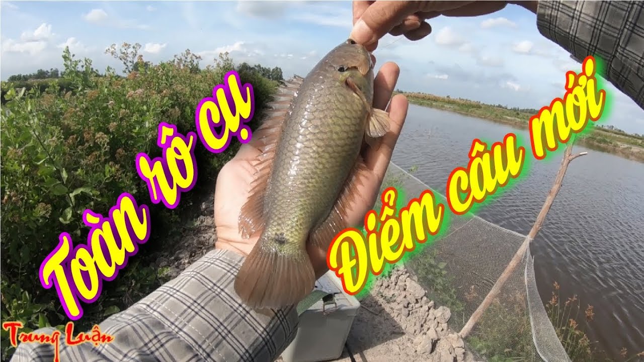 Câu cá rô đồng - Tập 39: Điểm câu mới trúng toàn cá rô cụ - fishing ...