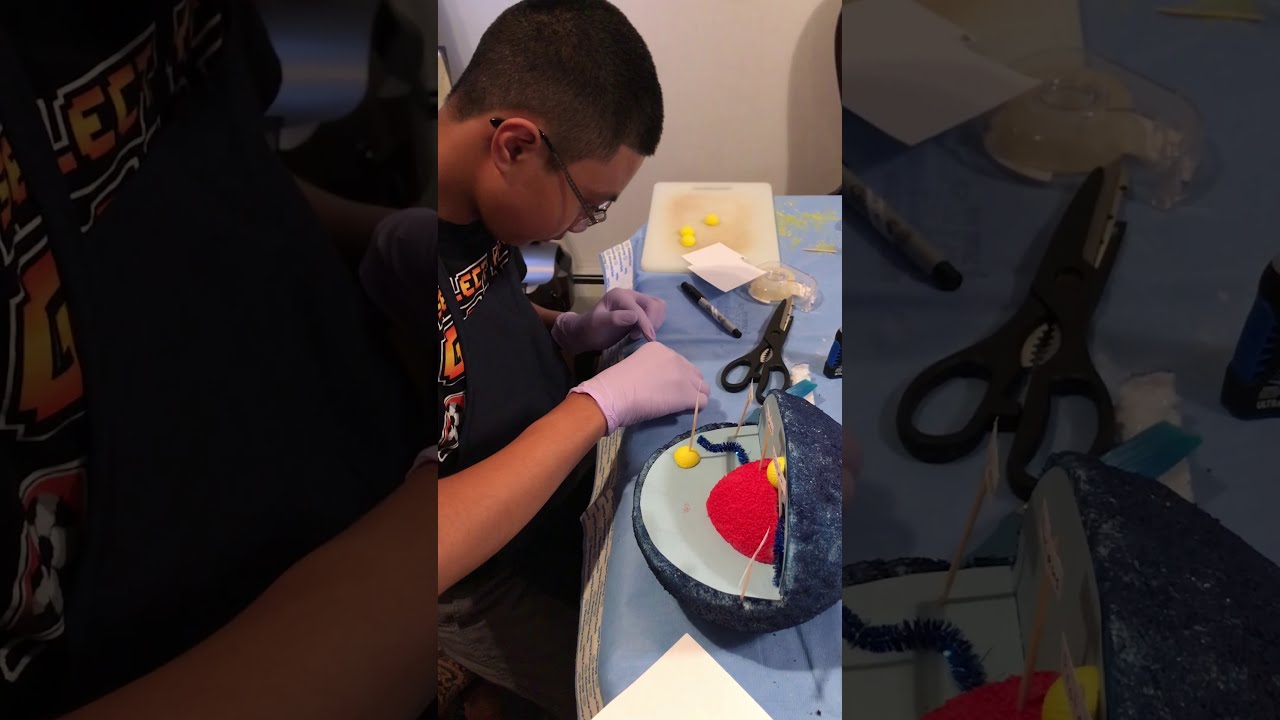 Making 3D Animal Cell Model  Science Project