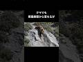 50m落下しても無傷なクマがすごい