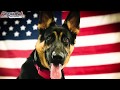 8 Month Old German Shepherd 8 Month Old German Shepherd