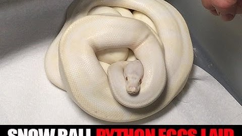Snow Ball Pythons!  First Clutch of 2016