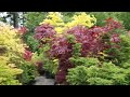 ANTIQUE VIDEO OF JAPANESE MAPLES - Amazing Maples