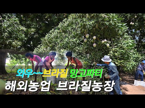 망고파티, 브라질 시골 주택 구경, 나는 자연인이다,  브라질 새덕후, 청금강앵무새, 브라질소녀들, 처음보는 디지털카메라, 망고따기 드론촬영, 브라질에서의 일상,