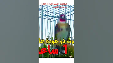 تغريد حسون رهيب ساعة من التغريد على القناة 