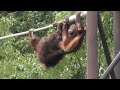 リキはコメディアン　　Riki is a comedian 　　　オランウータン　　多摩動物公園