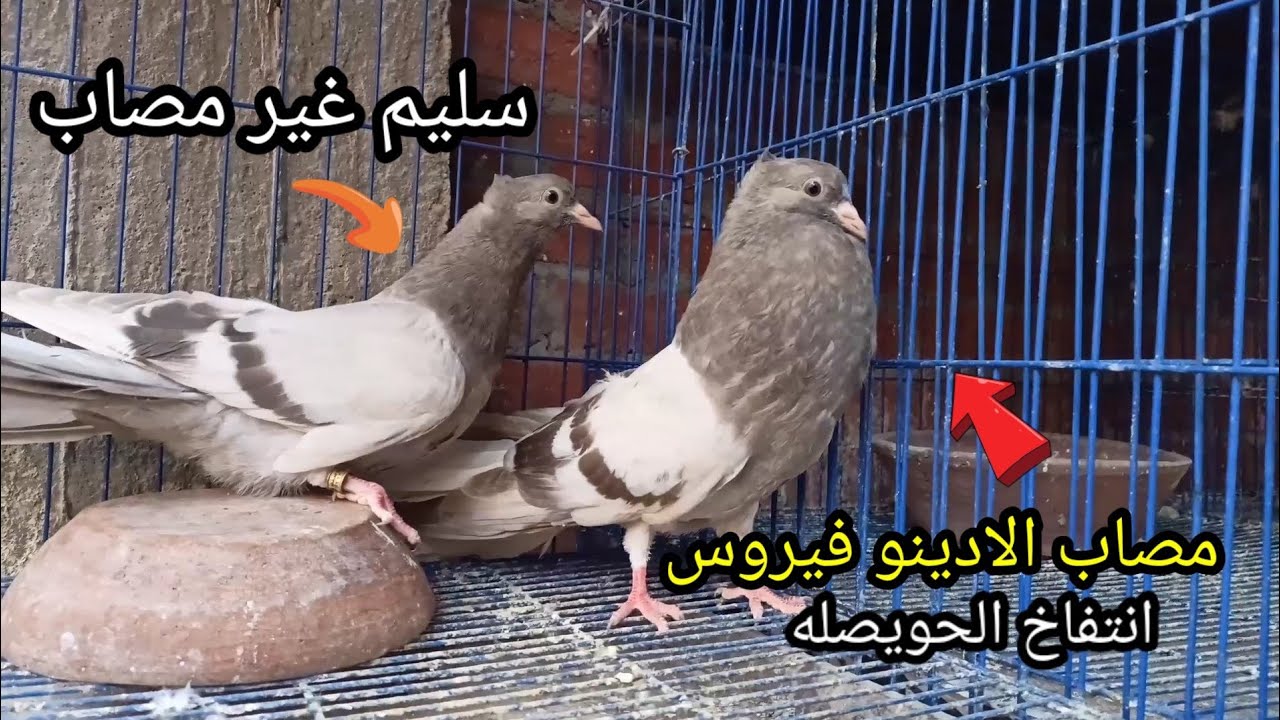 علاج الادينو فيرس انتفاخ الحويصله بمواد طبيعيه