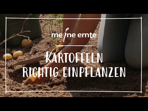Video: Wie pflanze ich meine Kartoffeln?