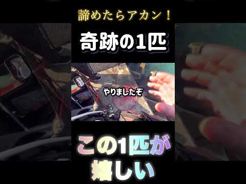 【奇跡】諦めたらアカン！！執念の1匹 #アジ釣り #大物 #スズキ #fishing #釣り #仕掛け #青物 #エビ撒き釣り