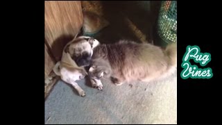 Cats versus Pugs Best Vines 2014