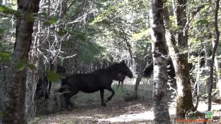 Cavalli allo stato Brado - Parco dei Nebrodi Sicilia