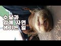 수달과 함께 잠자기 [돌체♥라떼일기;한국에서 수달키우기 08]