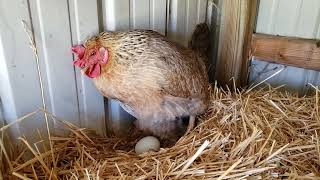 Celebrity Easter Egger Chicken Hen Lays a Surprise Egg Net Worth
