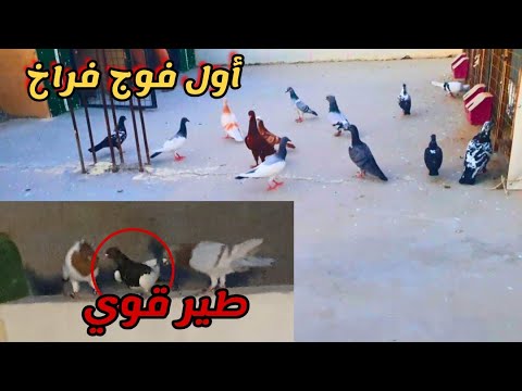 بداية كرش فراخ لاول فوج على السطح وطيييير قووووي اخر الليل