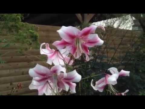 Video: Tree Lily Info - Tipps für den Anbau von Baumlilien im Garten